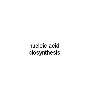 nucleic acid biosynthesis